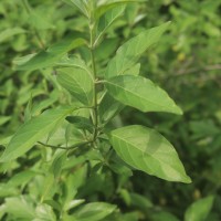 Rhinacanthus nasutus (L.) Kurz