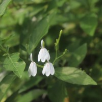 Rhinacanthus nasutus (L.) Kurz