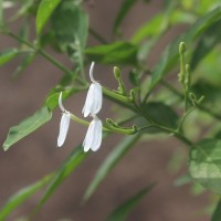 Rhinacanthus nasutus (L.) Kurz