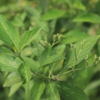 Rhinacanthus nasutus (L.) Kurz