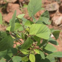 Desmodium tortuosum (Sw.) DC.