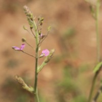 Desmodium tortuosum (Sw.) DC.