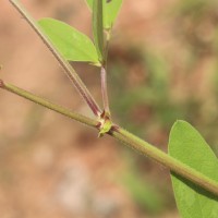 Desmodium tortuosum (Sw.) DC.