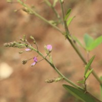 Desmodium tortuosum (Sw.) DC.