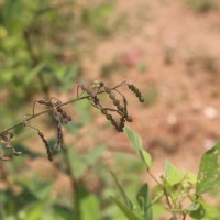 Desmodium tortuosum (Sw.) DC.