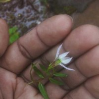 Lobelia chinensis Lour.