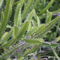 Euphorbia trigona Mill.