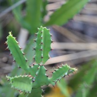 Euphorbia trigona Mill.