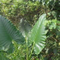 Alocasia macrorrhizos (L.) G.Don