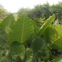 Alocasia macrorrhizos (L.) G.Don