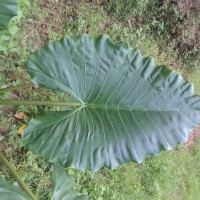 Alocasia macrorrhizos (L.) G.Don