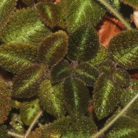 Episcia lilacina Hanst.