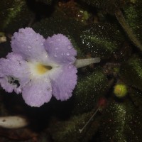 Episcia lilacina Hanst.