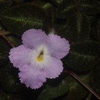 Episcia lilacina Hanst.