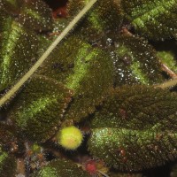 Episcia lilacina Hanst.