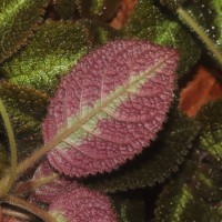 Episcia lilacina Hanst.