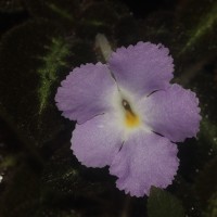 Episcia lilacina Hanst.