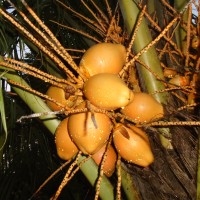 Cocos nucifera L.