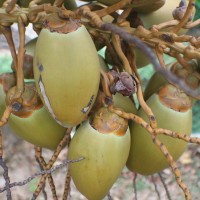 Cocos nucifera L.