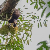 Durio zibethinus L.