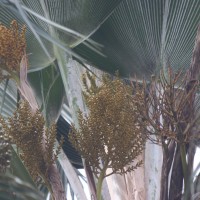 Pritchardia pacifica Seem. & H.Wendl.