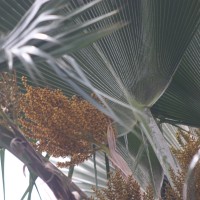 Pritchardia pacifica Seem. & H.Wendl.