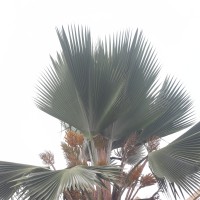 Pritchardia pacifica Seem. & H.Wendl.