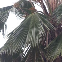 Pritchardia pacifica Seem. & H.Wendl.