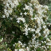 Hedyotis trimenii var. trimenii Deb & Ratna Dutta