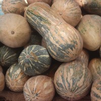 Cucurbita maxima Duchesne