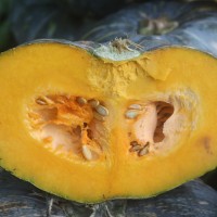 Cucurbita maxima Duchesne