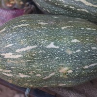 Cucurbita maxima Duchesne