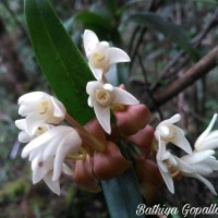 Cylindrolobus lindleyi (Thwaites) Ormerod & C.S.Kumar