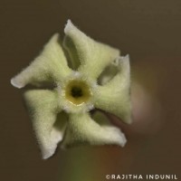 Alstonia scholaris (L.) R.Br.