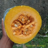 Cucurbita maxima Duchesne