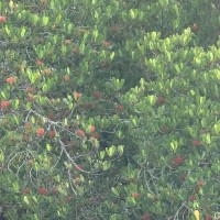 Lumnitzera littorea (Jack) Voigt