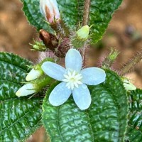 Miconia crenata (Vahl) Michelang.