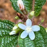 Miconia crenata (Vahl) Michelang.