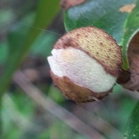 Uvaria macropoda Hook.f. & Thomson