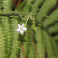 Zehneria thwaitesii (Schweinf.) C.Jeffrey