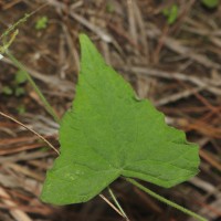 Zehneria thwaitesii (Schweinf.) C.Jeffrey