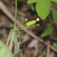 Zehneria thwaitesii (Schweinf.) C.Jeffrey