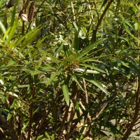 Flora of Sri Lanka