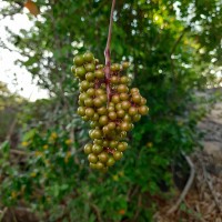 Ampelocissus phoenicantha Alston