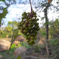 Ampelocissus phoenicantha Alston