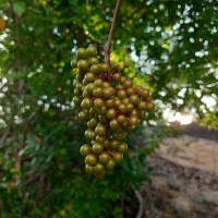 Ampelocissus phoenicantha Alston