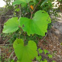 Ampelocissus phoenicantha Alston