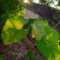 Ampelocissus phoenicantha Alston