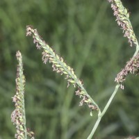 Urochloa mutica (Forssk.) T.Q.Nguyen