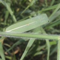 Urochloa mutica (Forssk.) T.Q.Nguyen